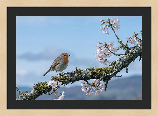 Mossy Branch Robin Delight