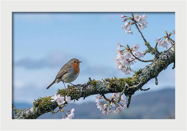 Mossy Branch Robin Delight