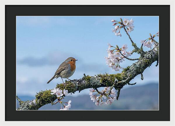 Mossy Branch Robin Delight