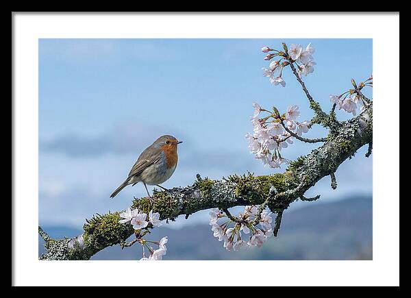 Mossy Branch Robin Delight