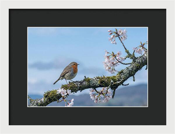 Mossy Branch Robin Delight