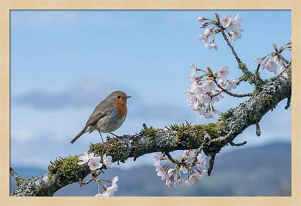 Mossy Branch Robin Delight