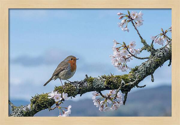 Mossy Branch Robin Delight