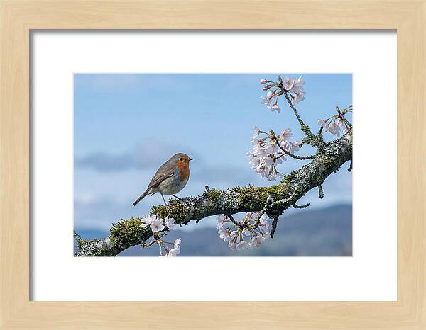 Mossy Branch Robin Delight