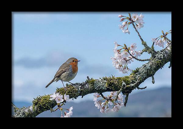 Mossy Branch Robin Delight