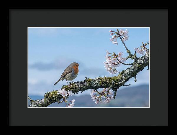 Mossy Branch Robin Delight