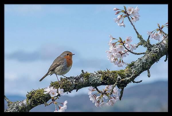 Mossy Branch Robin Delight