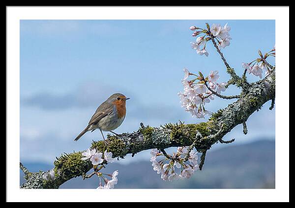 Mossy Branch Robin Delight