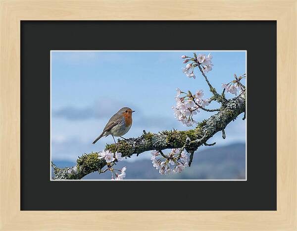 Mossy Branch Robin Delight