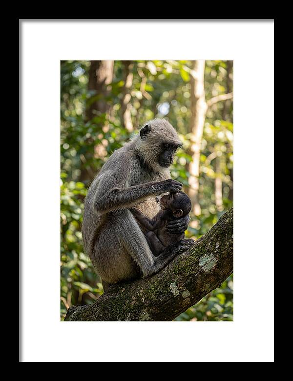 Mother And Baby Langur