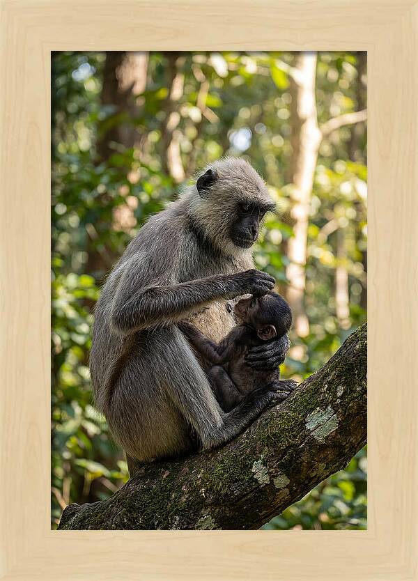 Mother And Baby Langur