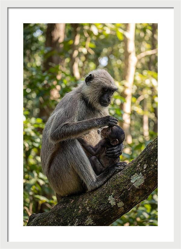 Mother And Baby Langur