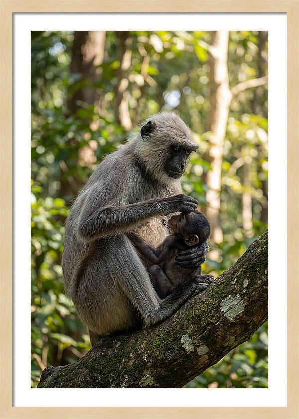 Mother And Baby Langur