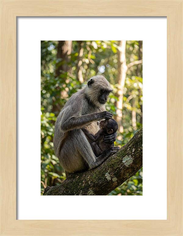 Mother And Baby Langur