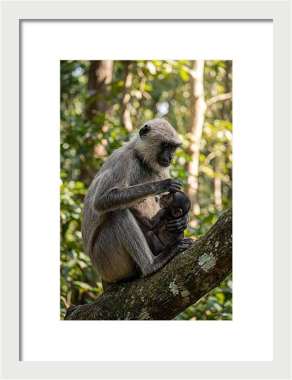 Mother And Baby Langur