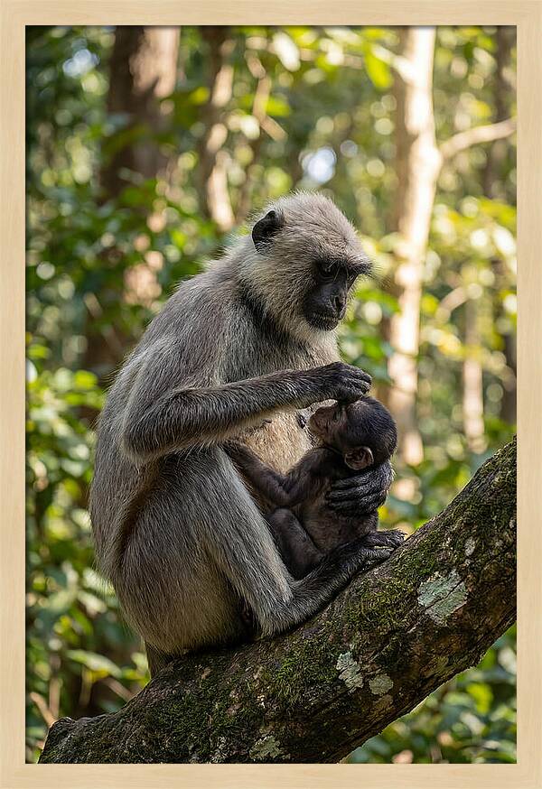 Mother And Baby Langur