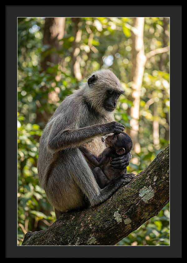 Mother And Baby Langur