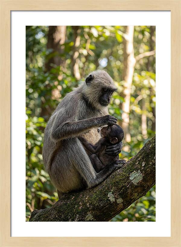 Mother And Baby Langur