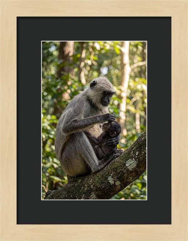 Mother And Baby Langur