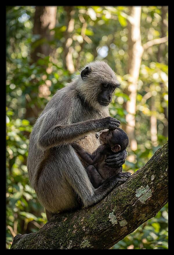 Mother And Baby Langur
