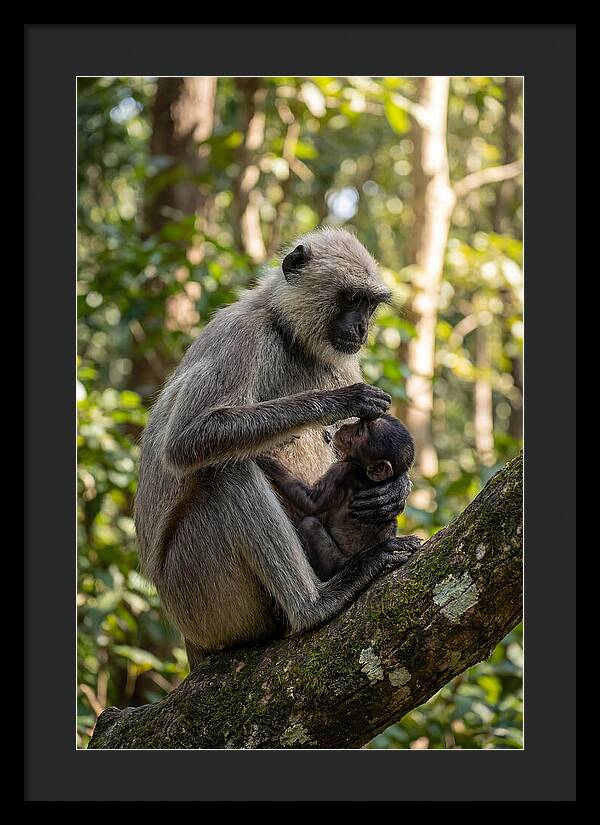 Mother And Baby Langur