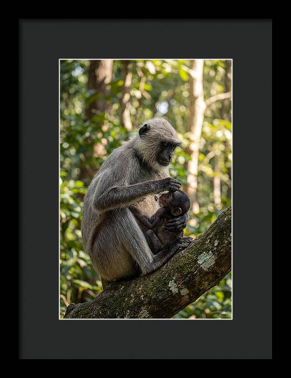 Mother And Baby Langur