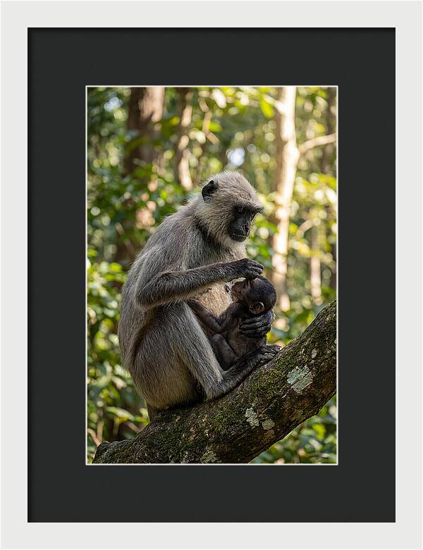 Mother And Baby Langur