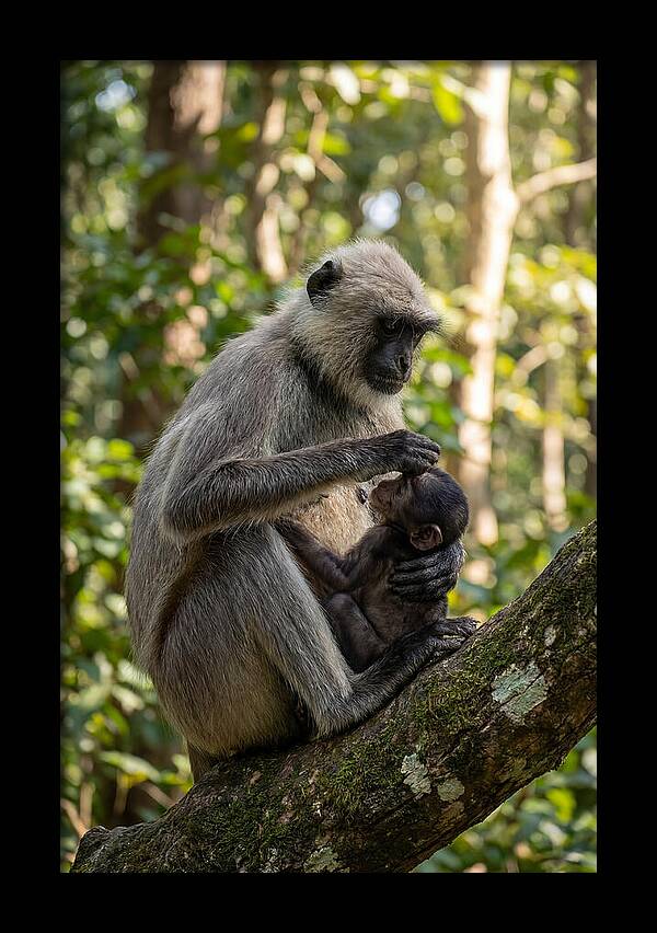 Mother And Baby Langur