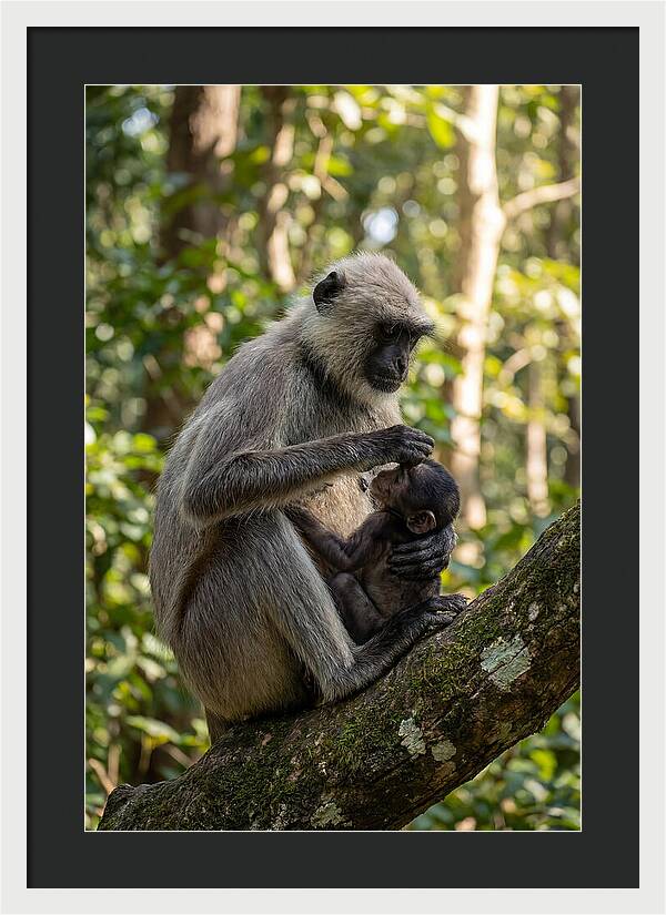 Mother And Baby Langur