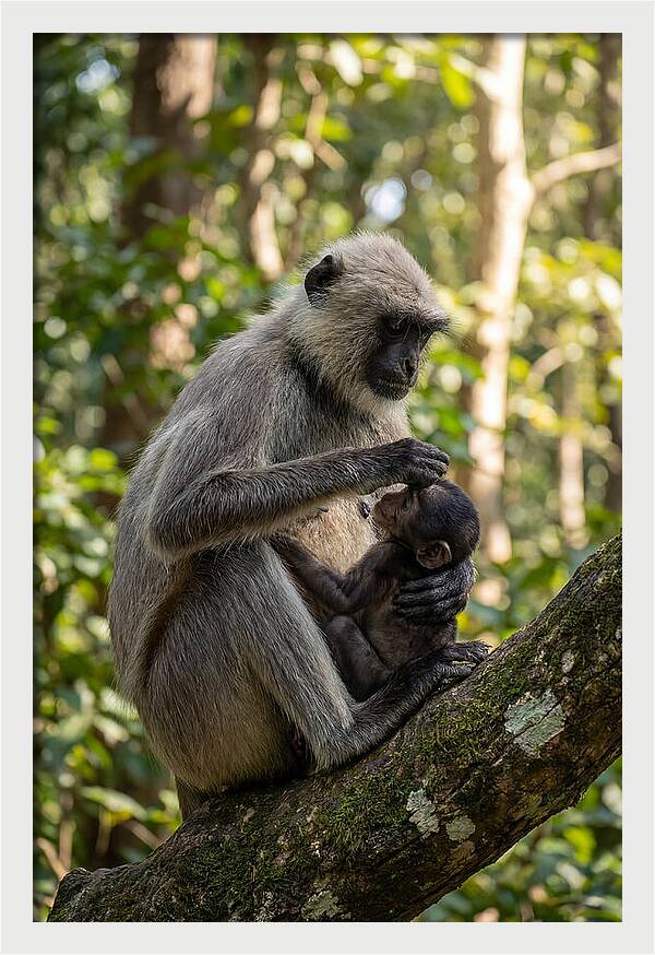 Mother And Baby Langur