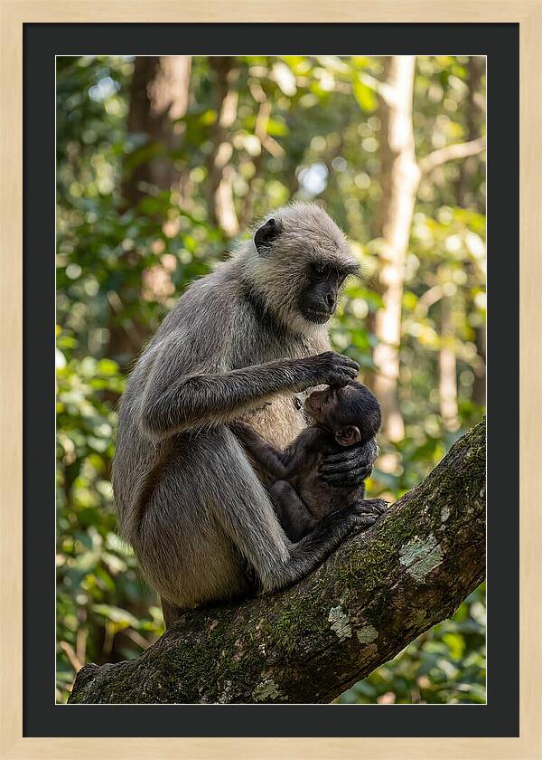 Mother And Baby Langur