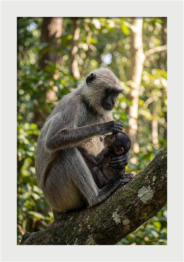 Mother And Baby Langur