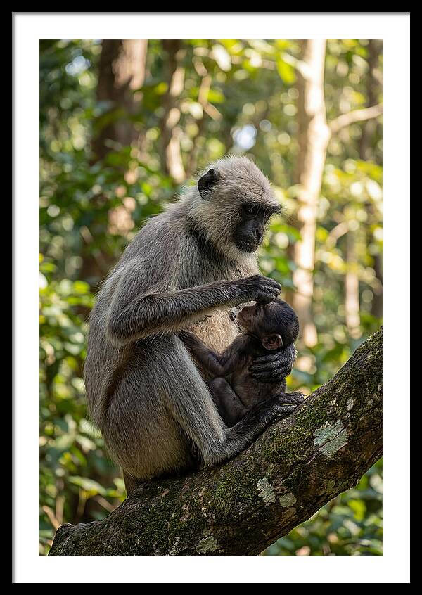 Mother And Baby Langur