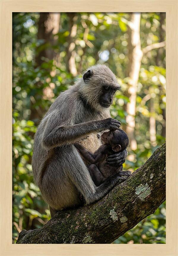 Mother And Baby Langur