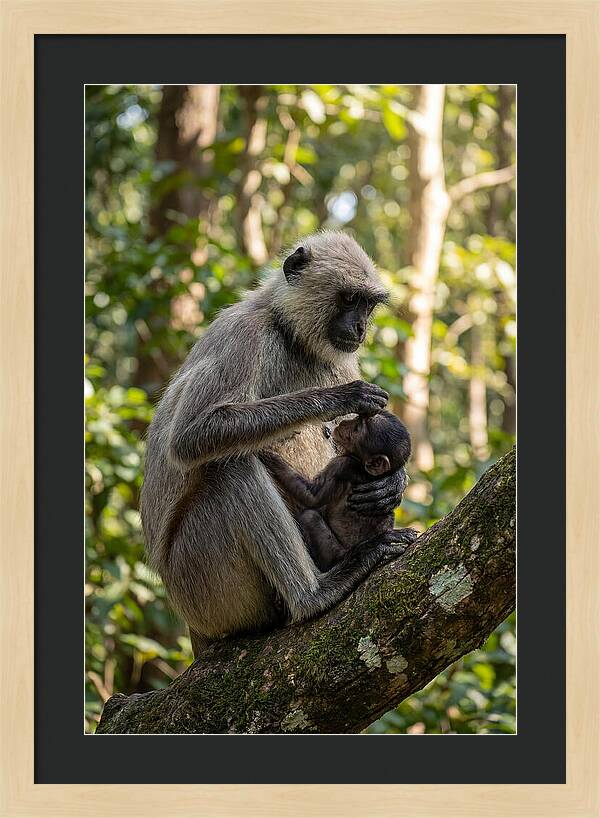 Mother And Baby Langur