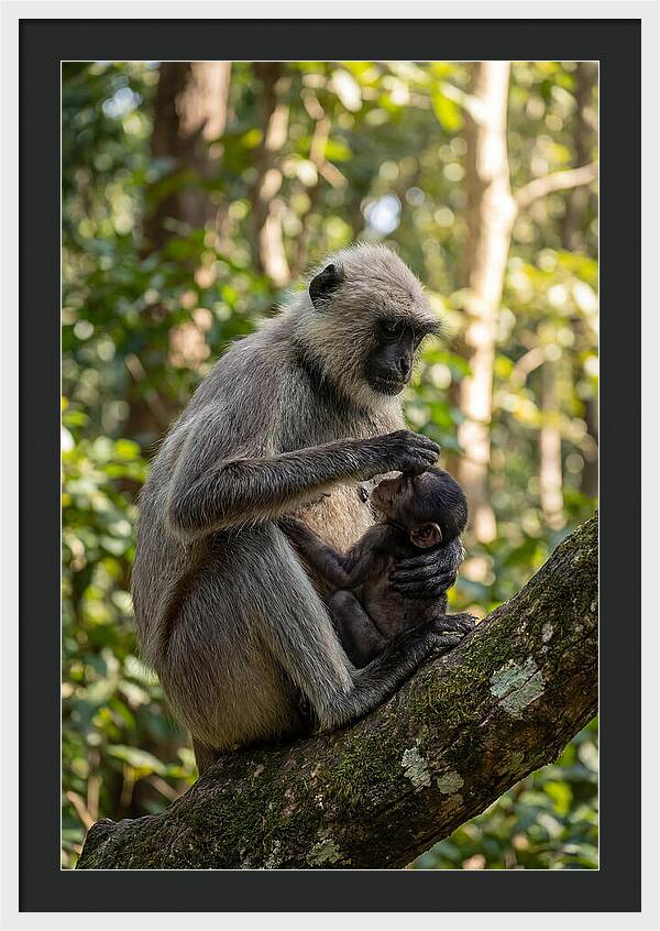 Mother And Baby Langur