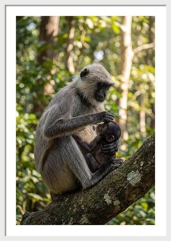 Mother And Baby Langur