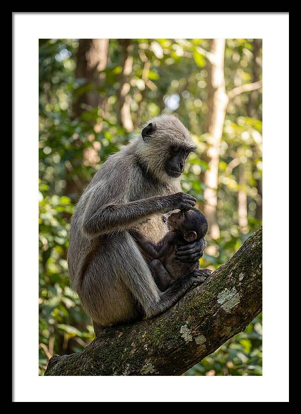 Mother And Baby Langur
