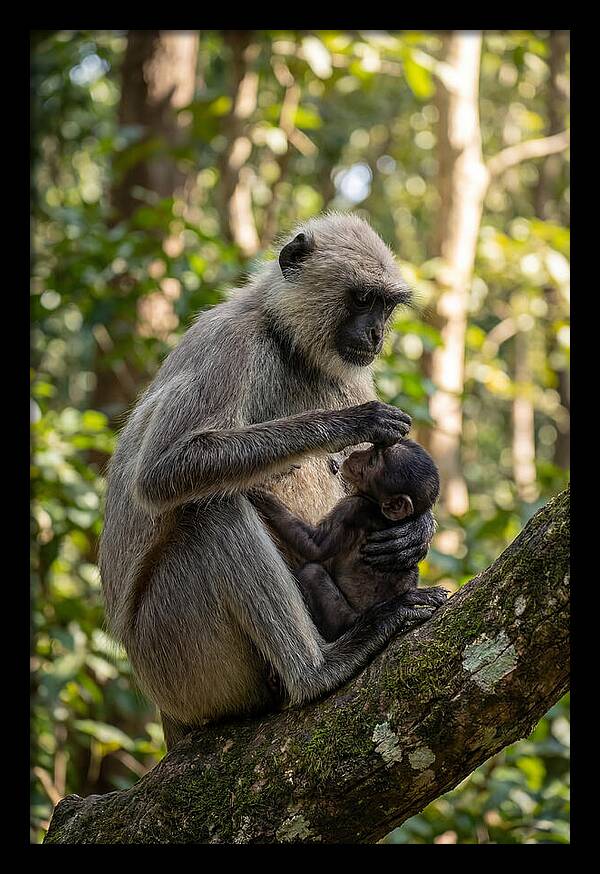 Mother And Baby Langur