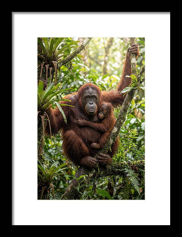 Mother And Child In Canopy