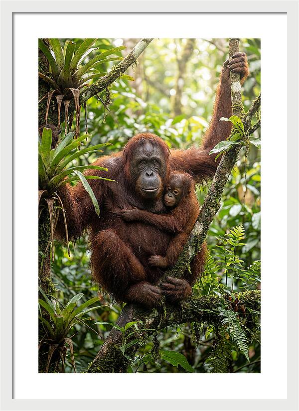 Mother And Child In Canopy