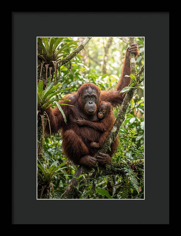 Mother And Child In Canopy