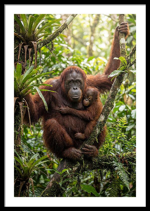 Mother And Child In Canopy