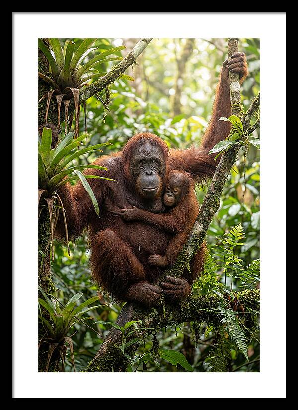 Mother And Child In Canopy