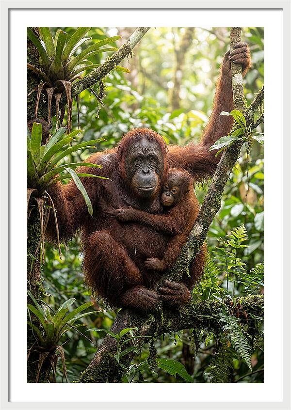Mother And Child In Canopy