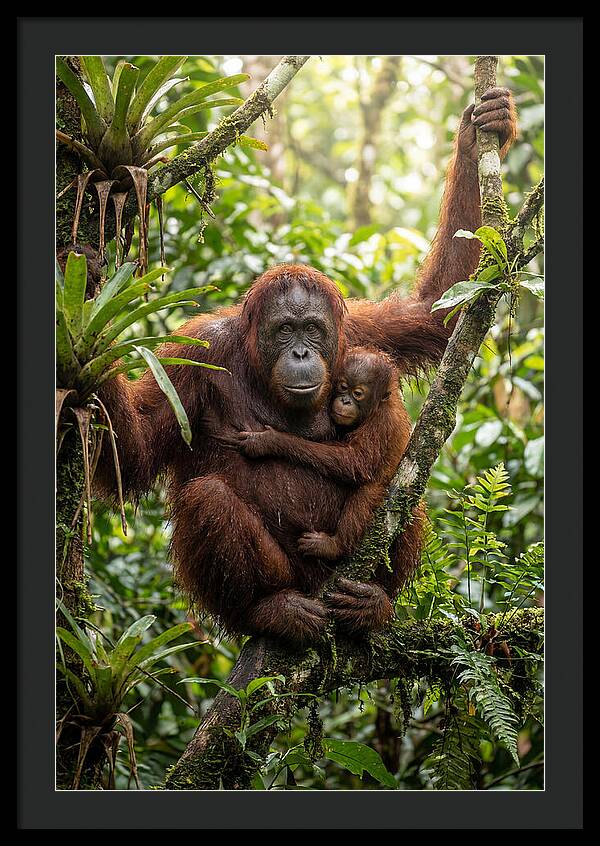 Mother And Child In Canopy