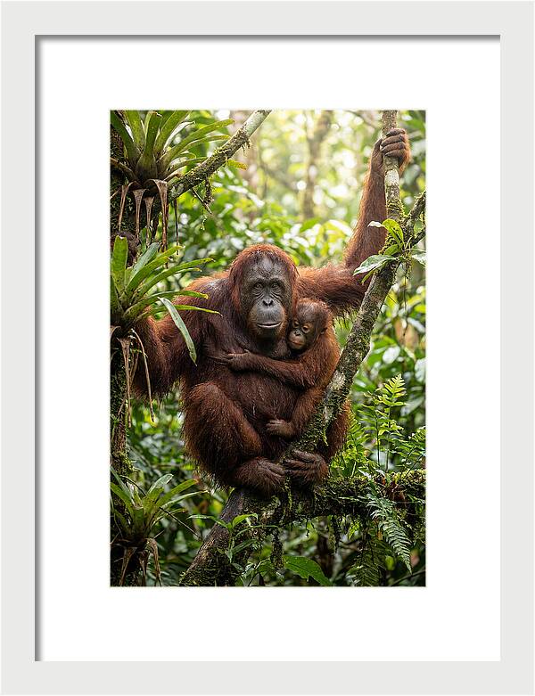 Mother And Child In Canopy