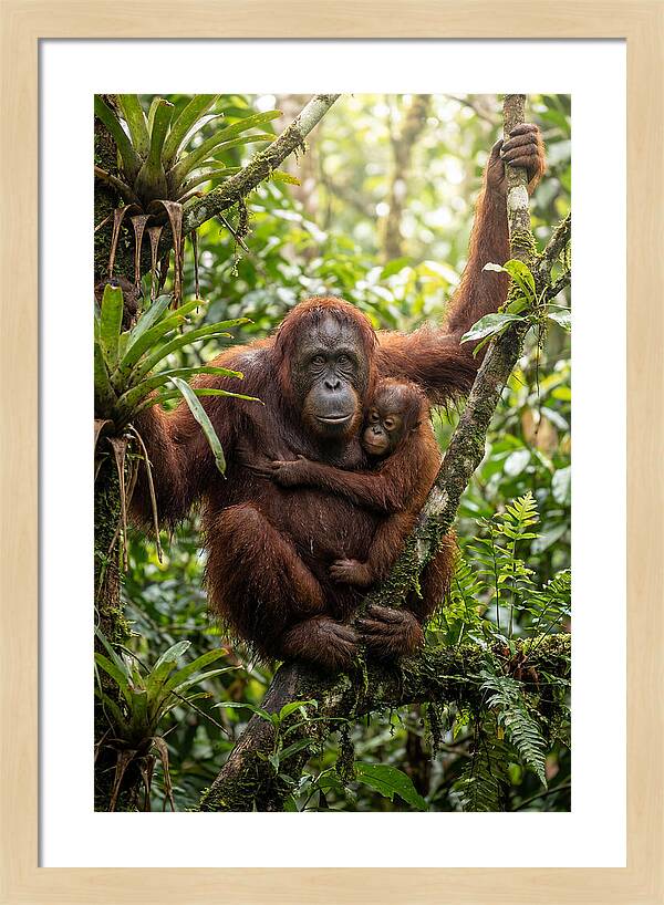 Mother And Child In Canopy