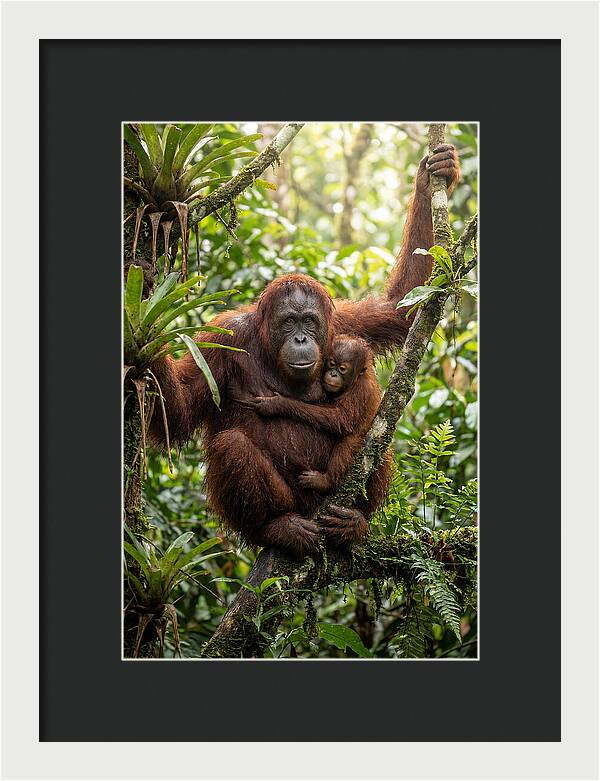 Mother And Child In Canopy