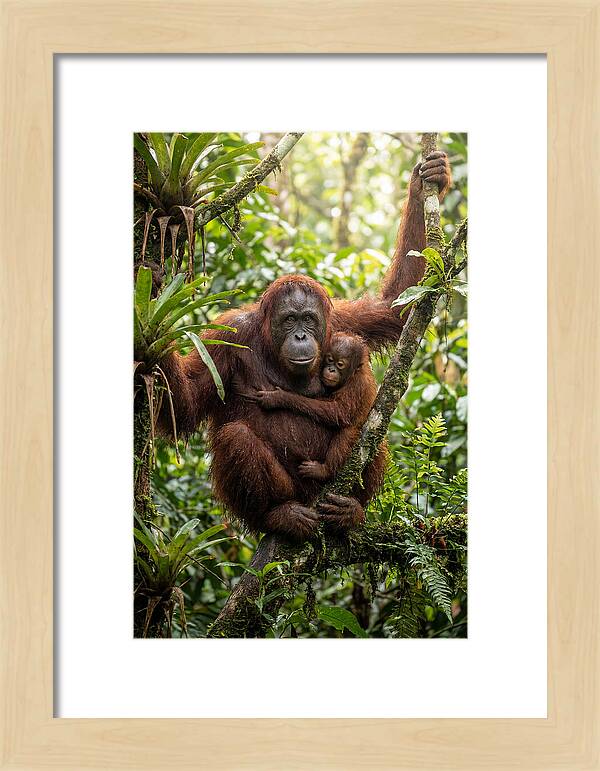 Mother And Child In Canopy